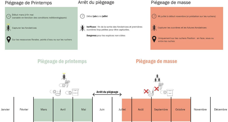 Timeline - Piégeage frelon